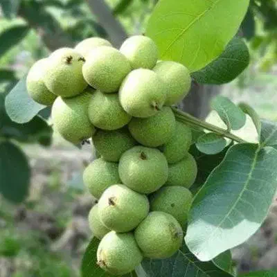 برترین نژاد گردو در نهالستان غرب|خدمات باغبانی و درختکاری|بهبهان, |دیوار