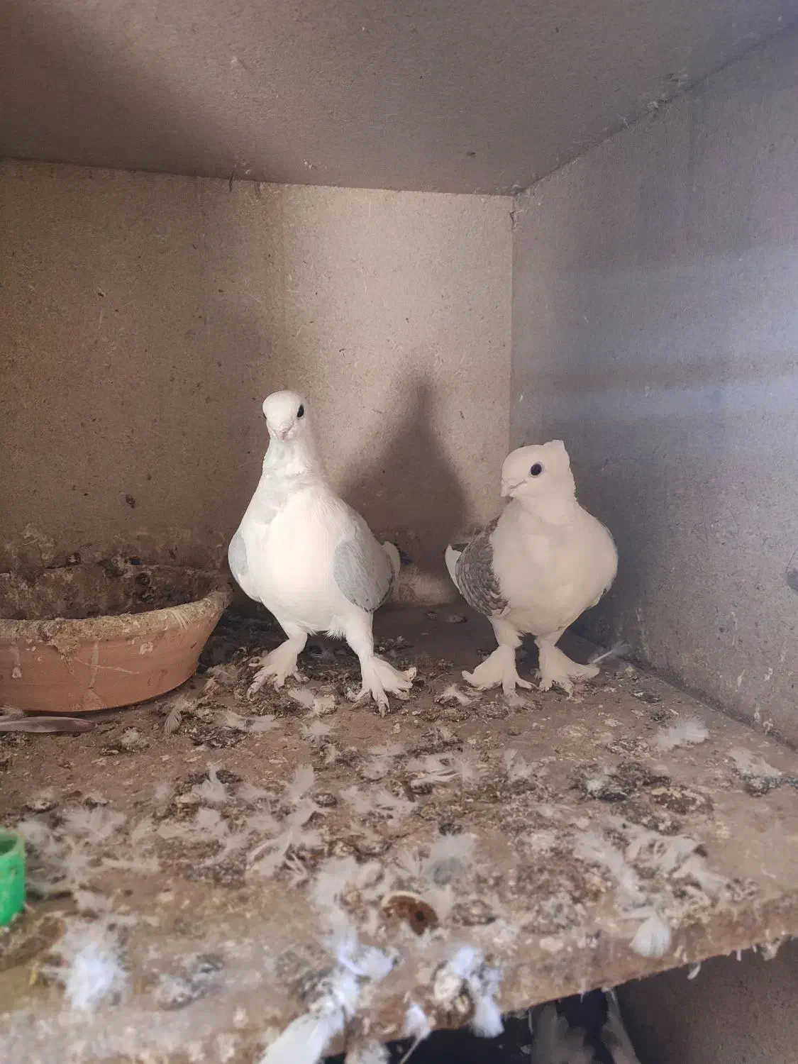 کبوترها فروشی|پرنده|گنبد کاووس, |دیوار