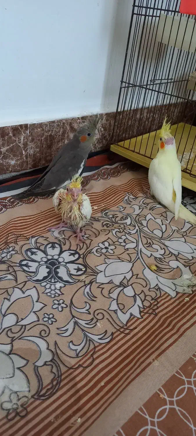 جوجه عروس هلندی|پرنده|الوند, |دیوار