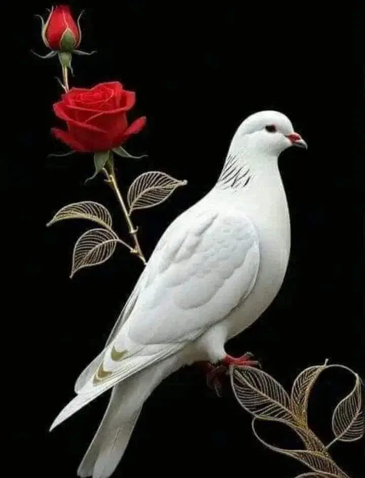 کبوترقاره نرفراری دادم پاشم یه حلقه سبزداره|پرنده|مشگین شهر, |دیوار