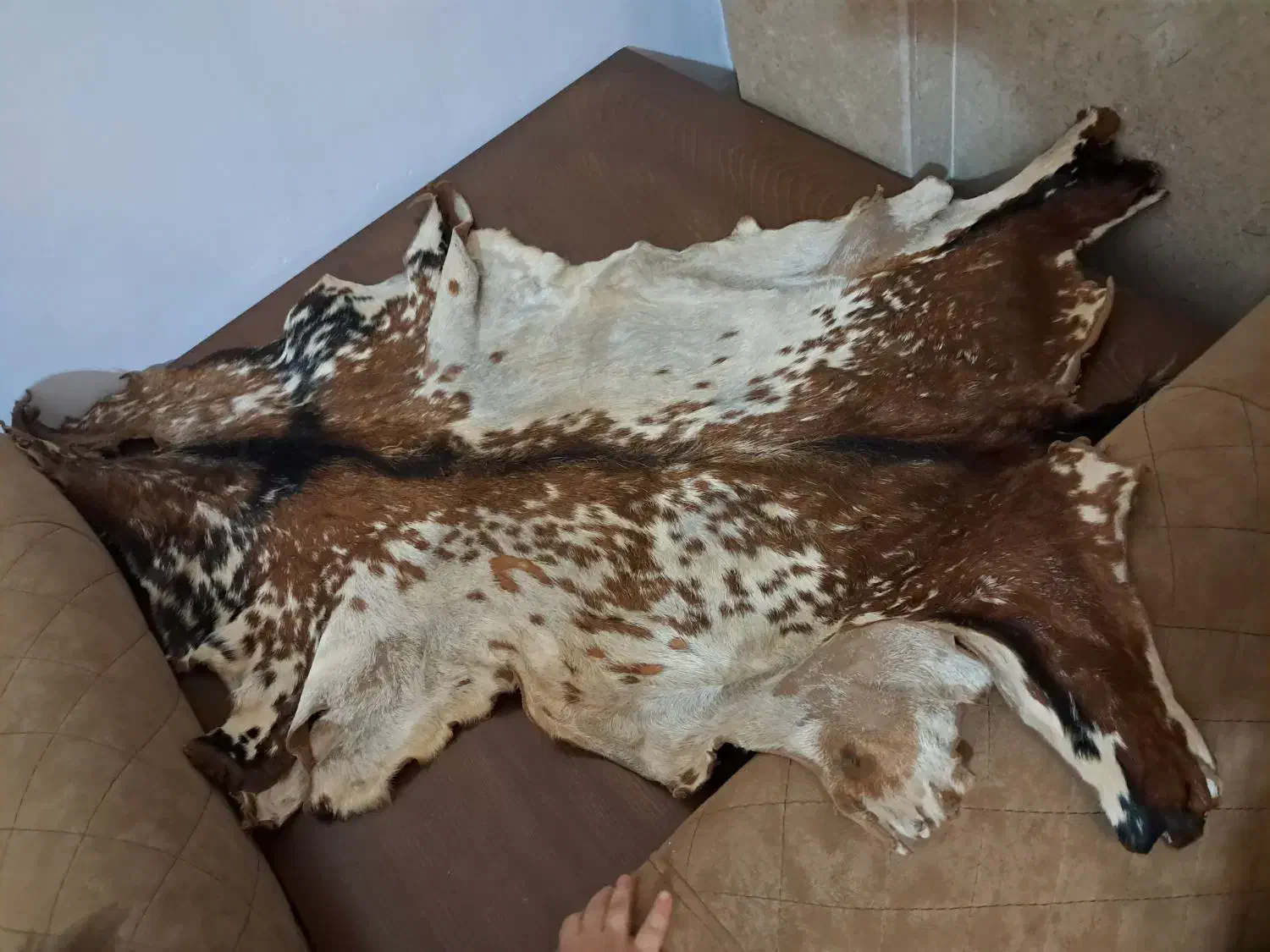 پوست بز|صنایع دستی و سایر لوازم تزئینی|مشهد, کوشش|دیوار