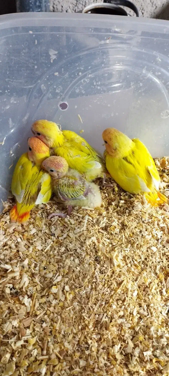 طوطی/برزیلی سرلاکی/فنج/راهب/عروس|پرنده|نظرآباد, صالح آباد|دیوار