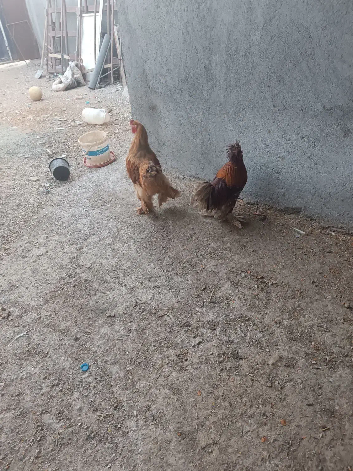 خروس پا پر|حیوانات مزرعه|تاکستان, |دیوار