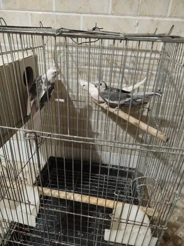 فروش عروس هلندی|پرنده|آران و بیدگل, |دیوار