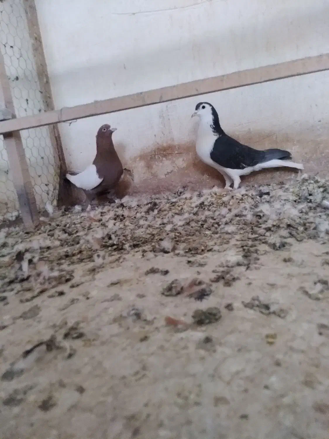 کفتر پرشی و یاهو|پرنده|قم, دورشهر|دیوار