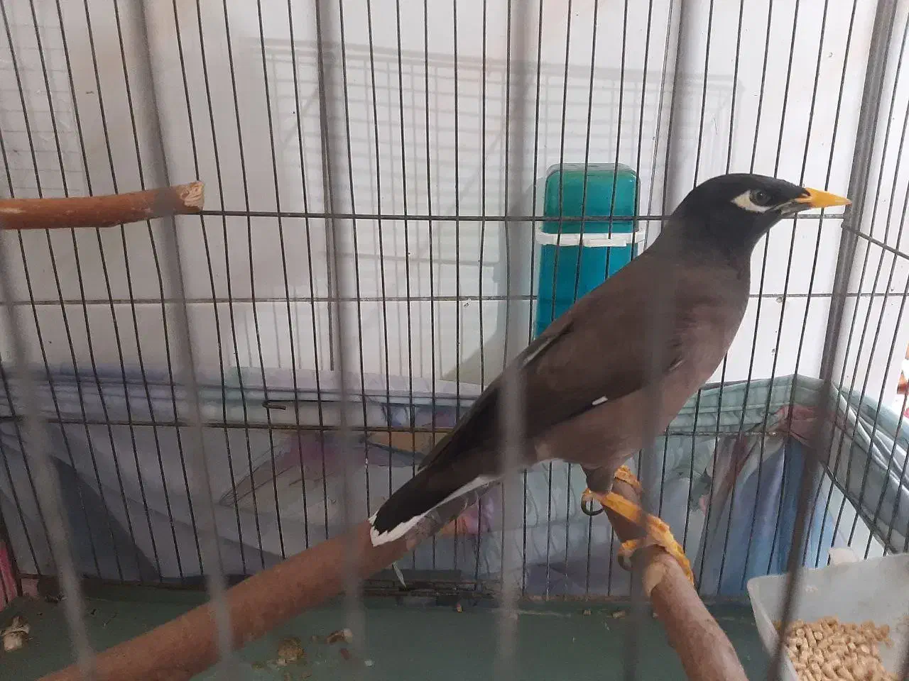 مرغ مینا|پرنده|تهران, راه آهن|دیوار