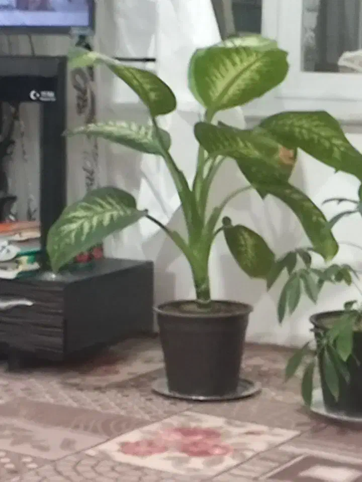 گل خوب|گل و گیاه طبیعی|اهر, |دیوار