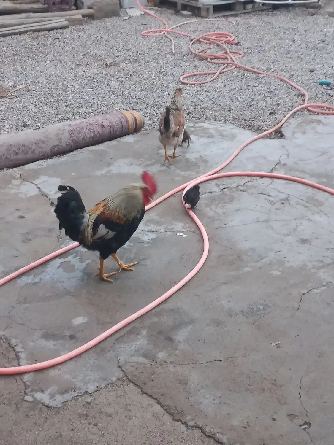 خروس عربی و نیمچه مرغ عربی|حیوانات مزرعه|اهواز, گلستان|دیوار