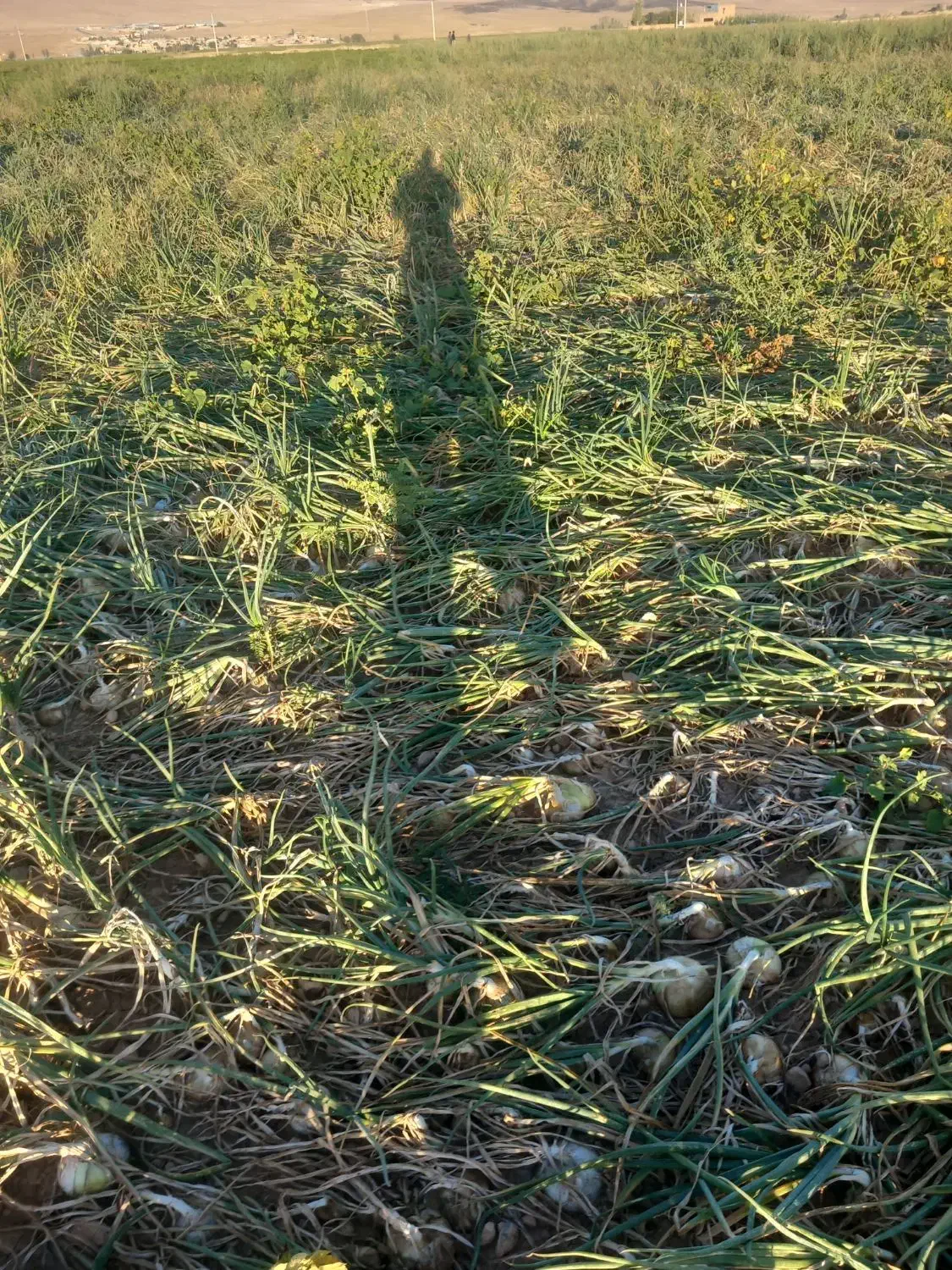 پیاز زرد وسفید|خوردنی و آشامیدنی|بوئین و میاندشت, |دیوار