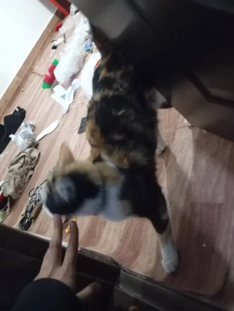 گربه|گربه|ارومیه, |دیوار