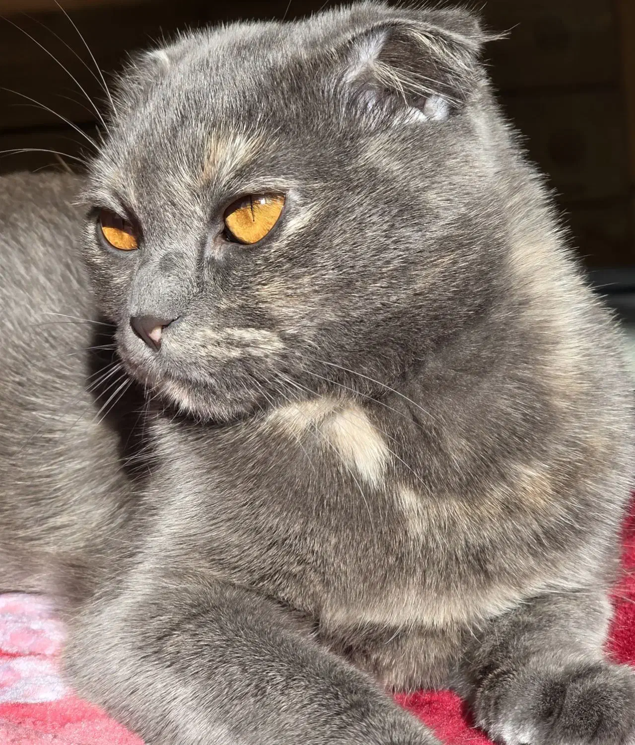 گربه|گربه|کردکوی, |دیوار