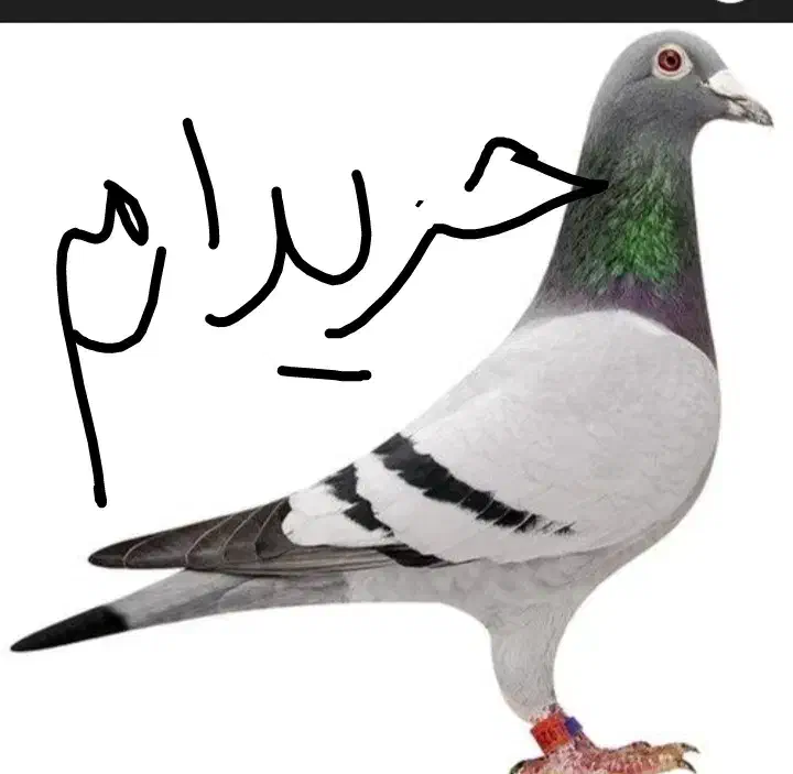 کبوتر|پرنده|کوهدشت, |دیوار