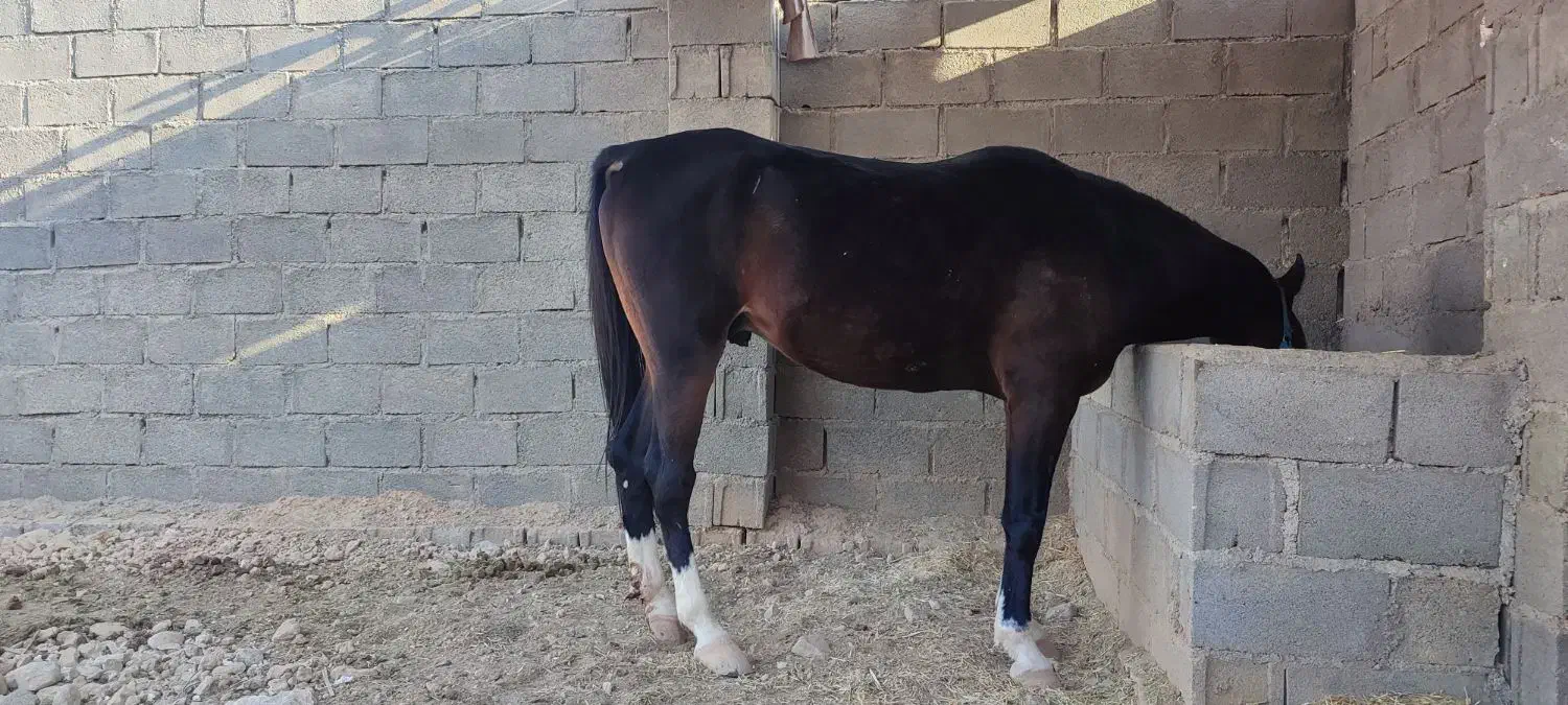 اسب نریون|اسب و تجهیزات اسبسواری|جم, |دیوار