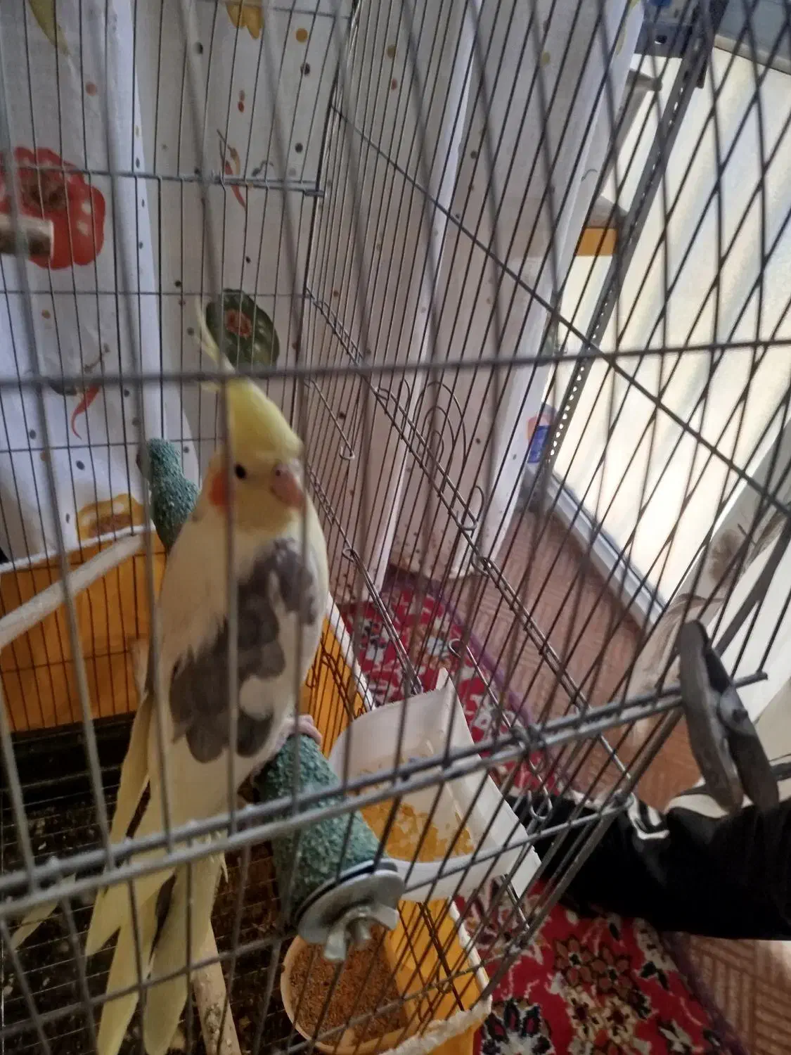 سلام به دوستان عزیز ی عروس هلندی ماده به فروش میرس|پرنده|مهاجران, |دیوار