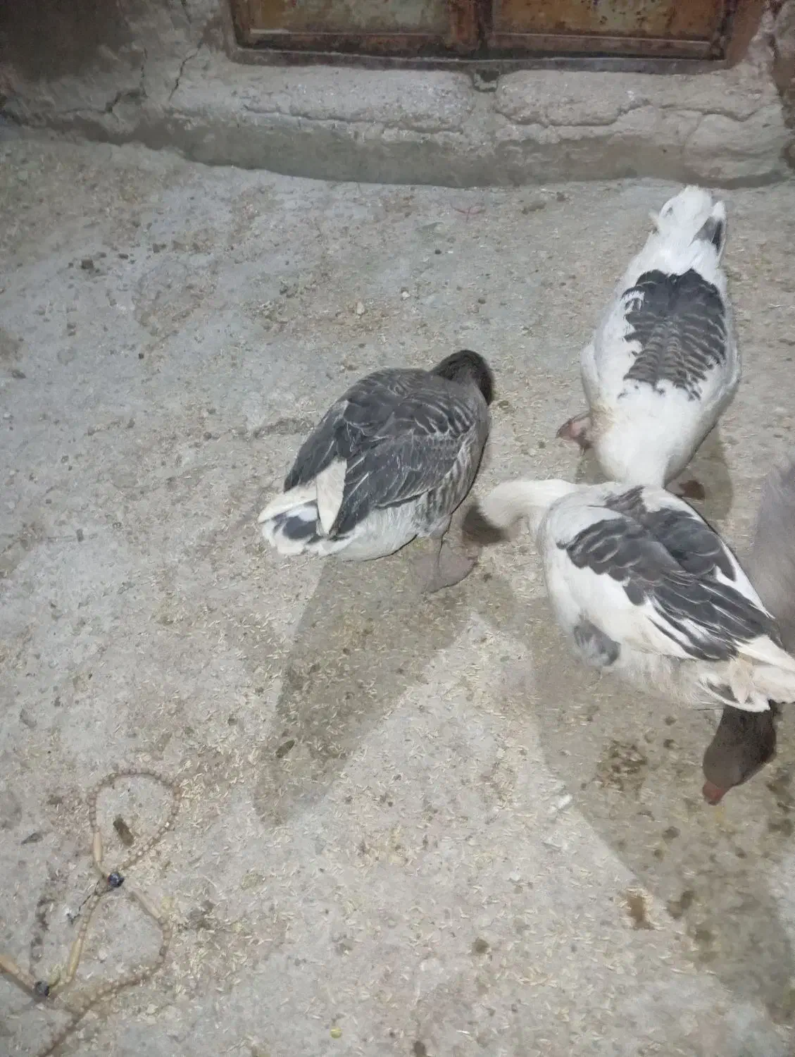 غاز خانگی|حیوانات مزرعه|مرودشت, ثبت احوال|دیوار