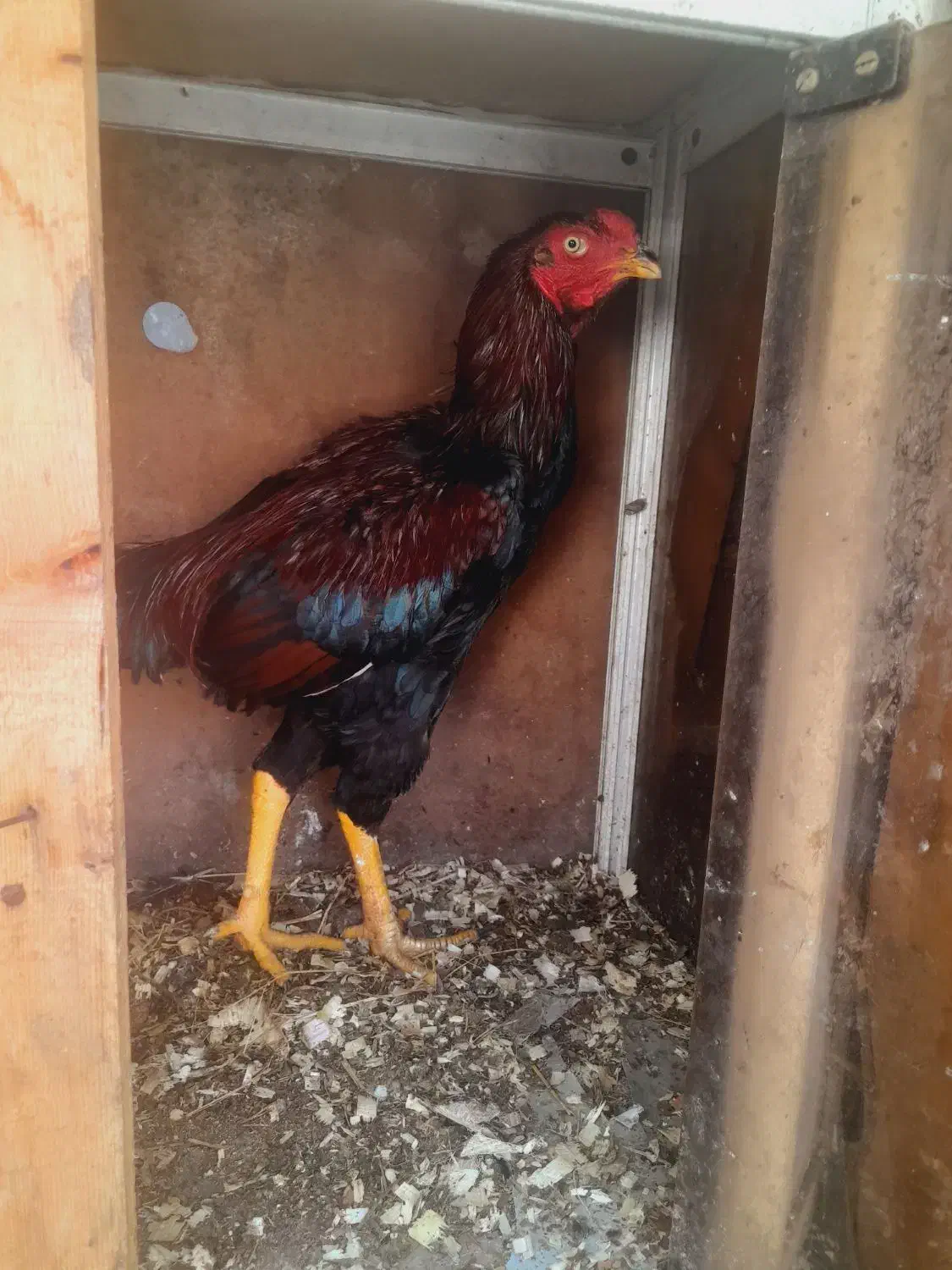 لاری لاج مهر|حیوانات مزرعه|رشت, بازار|دیوار