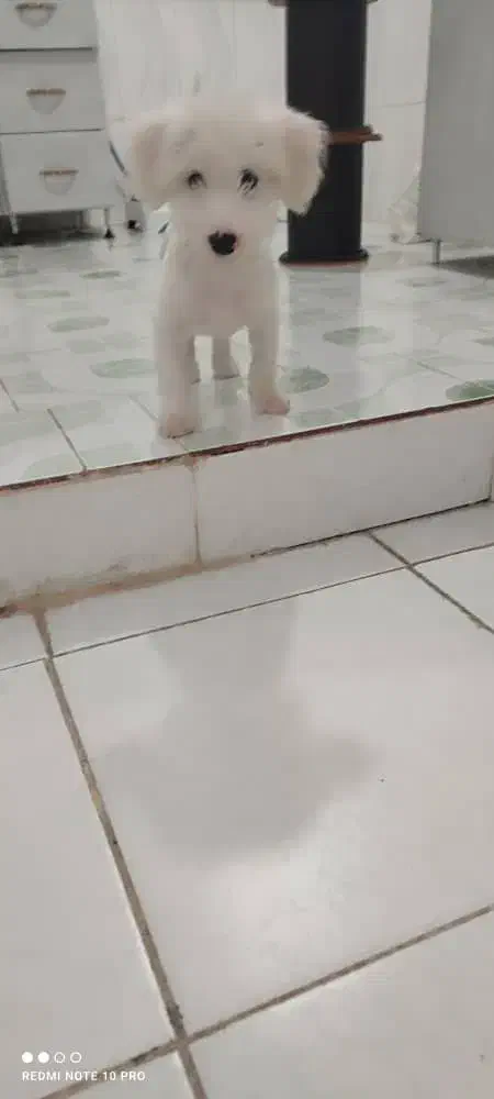 سگ خانگی دوماهه|سگ|شوشتر, |دیوار