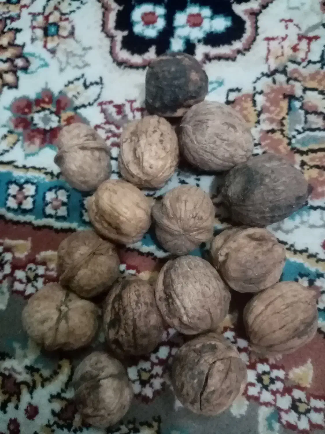 گردوی مغز سفید امسال|خوردنی و آشامیدنی|سبزوار, غرب نیروگاه|دیوار