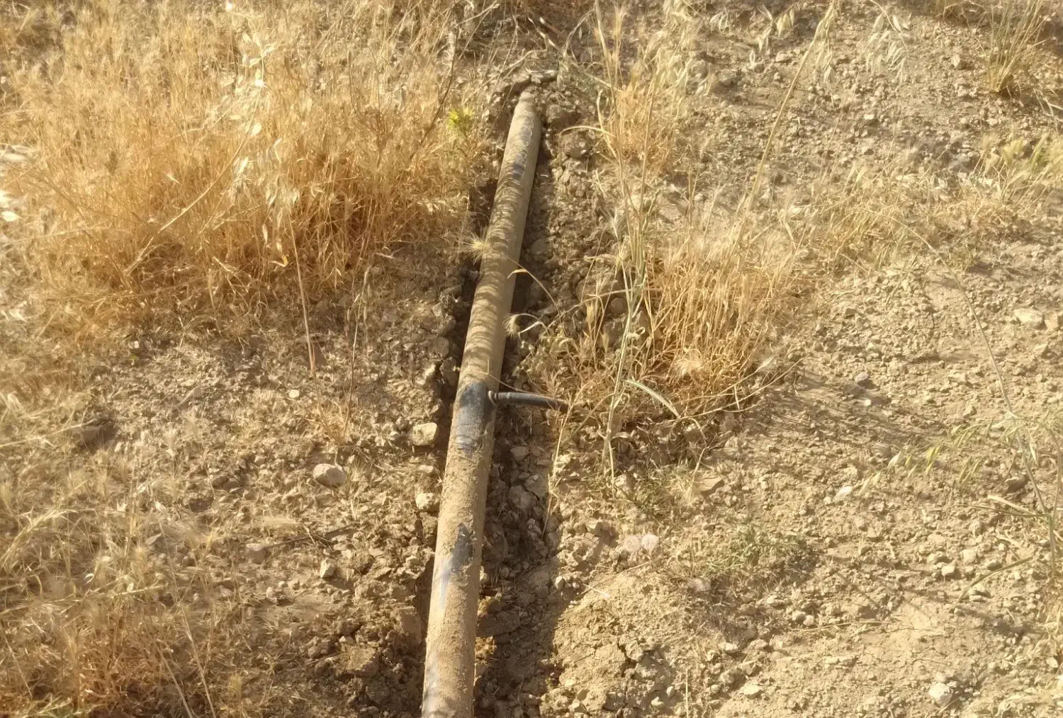 گندم کوهدشت|خوردنی و آشامیدنی|کوهدشت, |دیوار