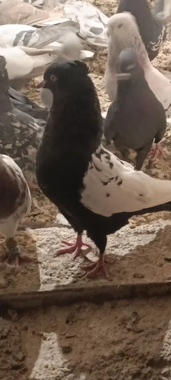 فروش کبوتر|پرنده|مرودشت, ثبت احوال|دیوار