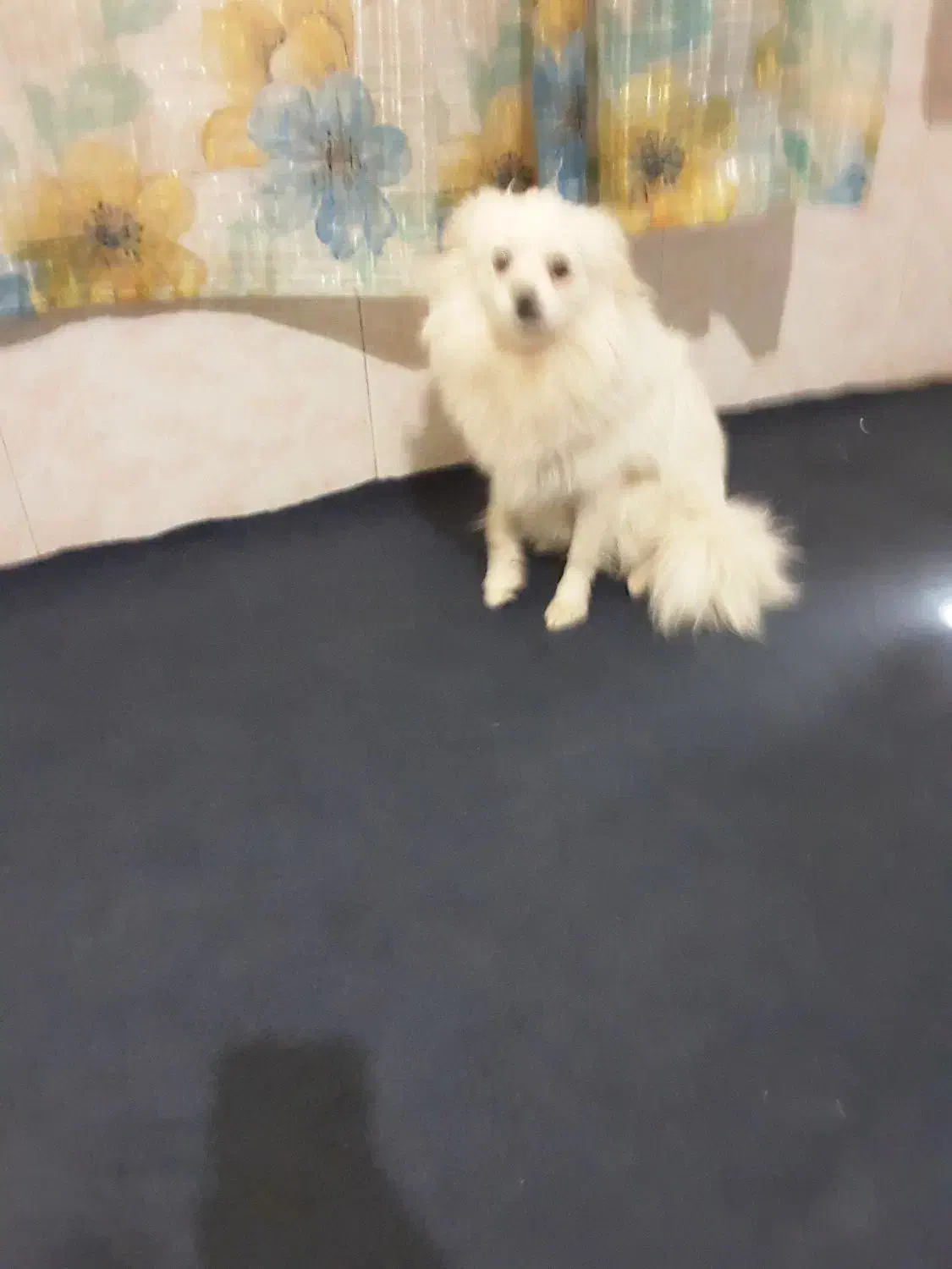 واگذاری سگ پامرانین وشیتزو تریر. کراس.|سگ|تهران, تهرانسر شمالی|دیوار