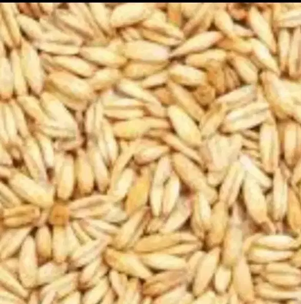 جو.|خوردنی و آشامیدنی|اسفراین, |دیوار
