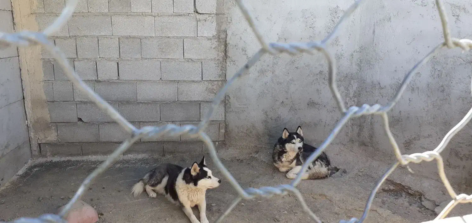 2عدد هاسکی نر سالم|سگ|بستان آباد, |دیوار