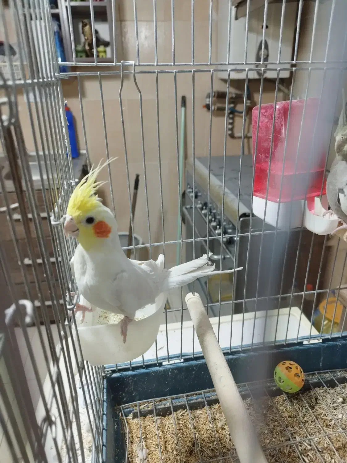 عروس هلندی|پرنده|صدرا-فارس, فاز ۱|دیوار