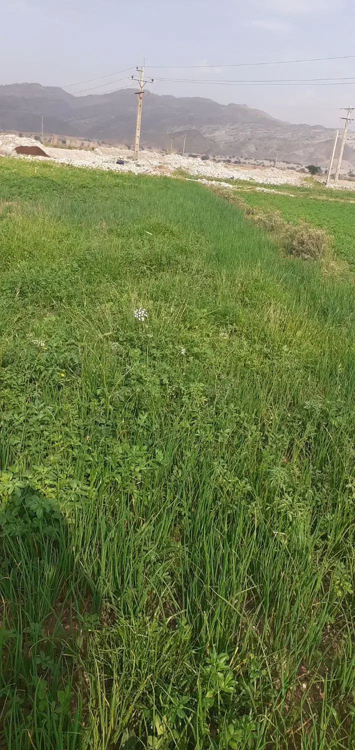 تیم پیاز و کَرتی درجه یک خیراباد پادوک|گل و گیاه طبیعی|دوگنبدان, |دیوار