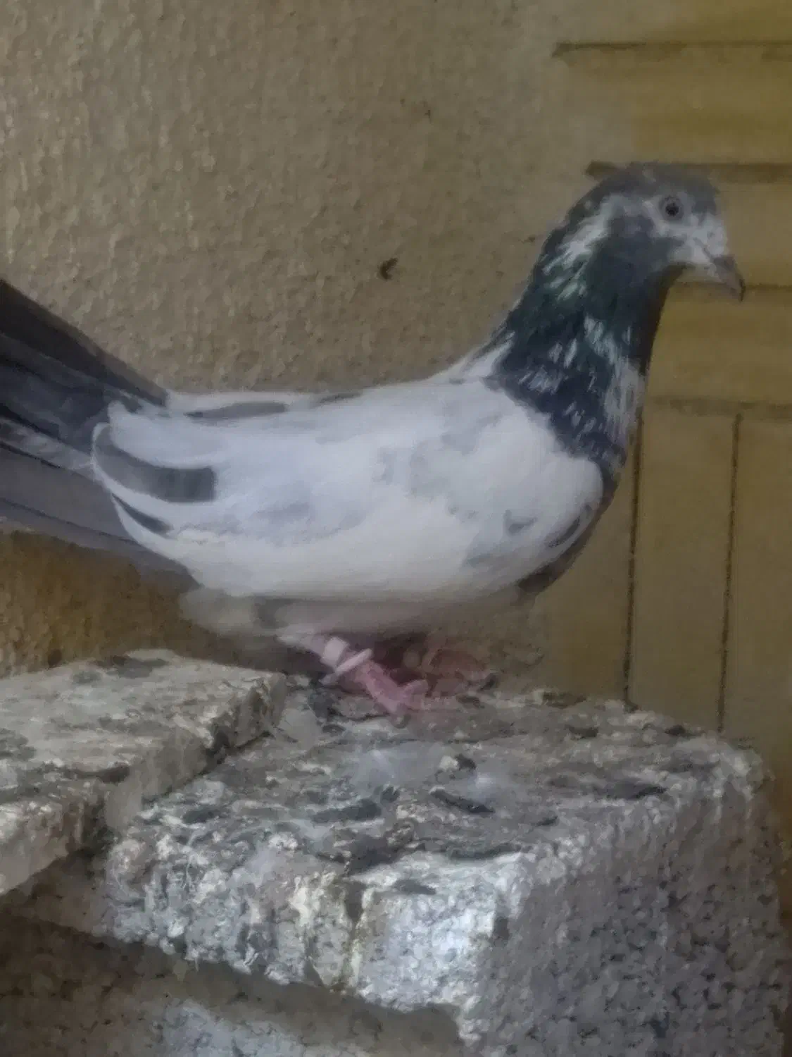 کبوترگمشده|حیوانات|چابهار, |دیوار