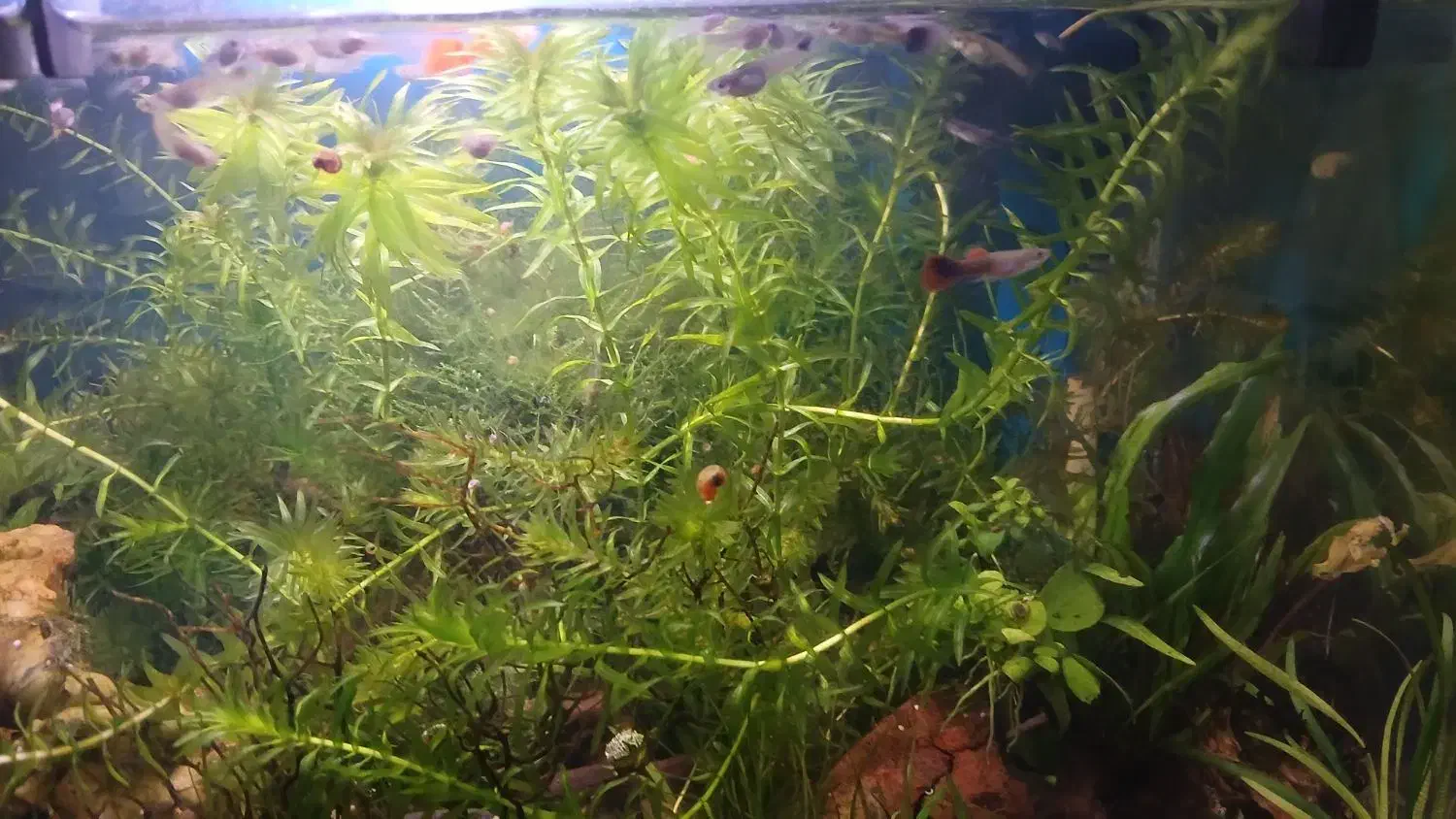 گیاه اکواریوم دم گربه ای|ماهی|رودهن, |دیوار