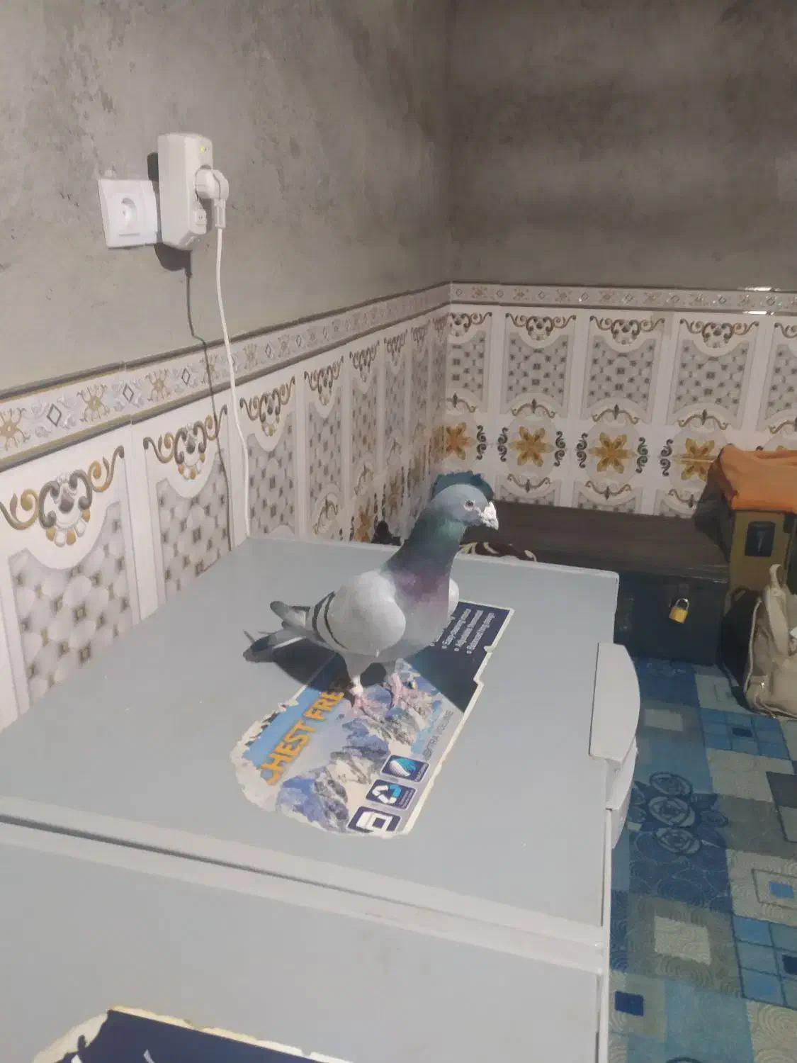 کیلومتری نر|پرنده|سراوان, |دیوار