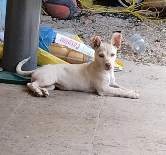 سگ پاکوتا|سگ|گرگان, |دیوار