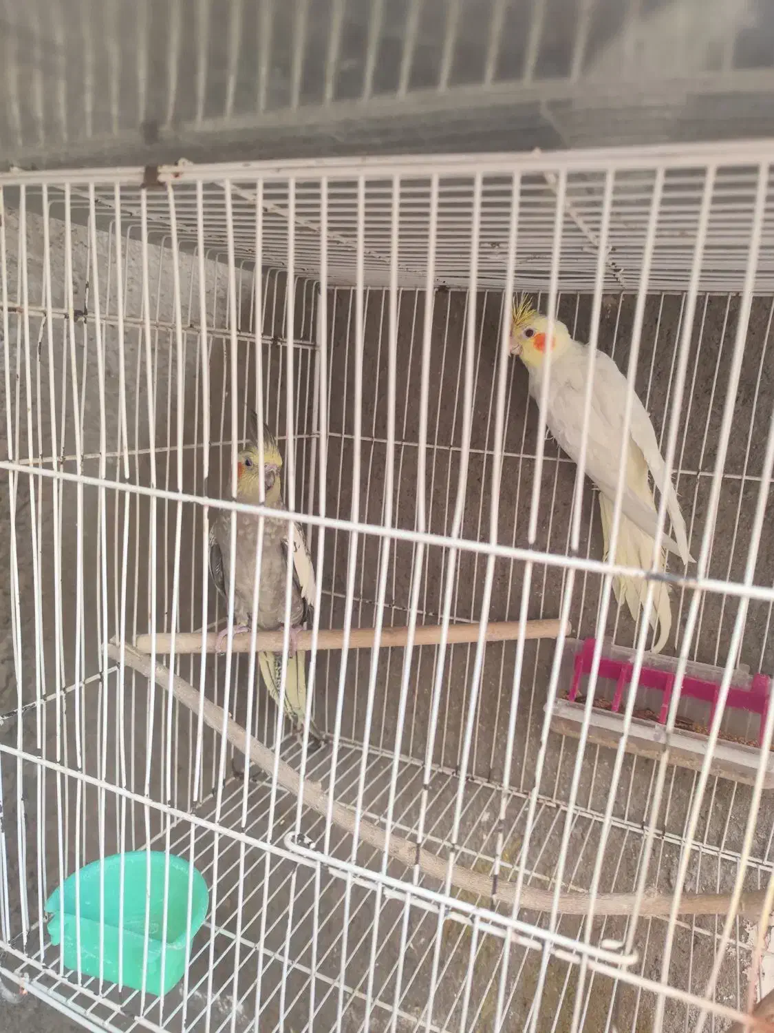 جفت عروس هلندی نر سیامون ماده لوتینو با جوجه|پرنده|سلامی, |دیوار