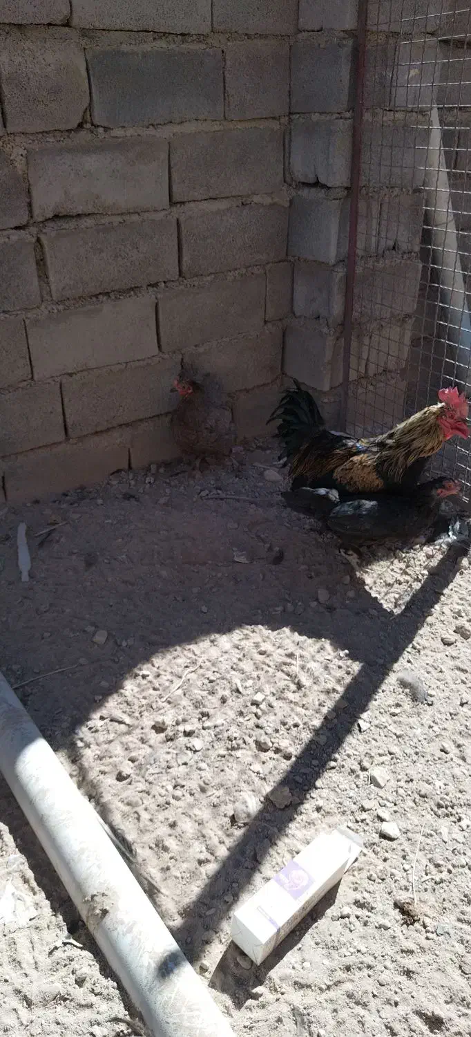 مرغ محلی تخم گذار|حیوانات مزرعه|دلبران, |دیوار