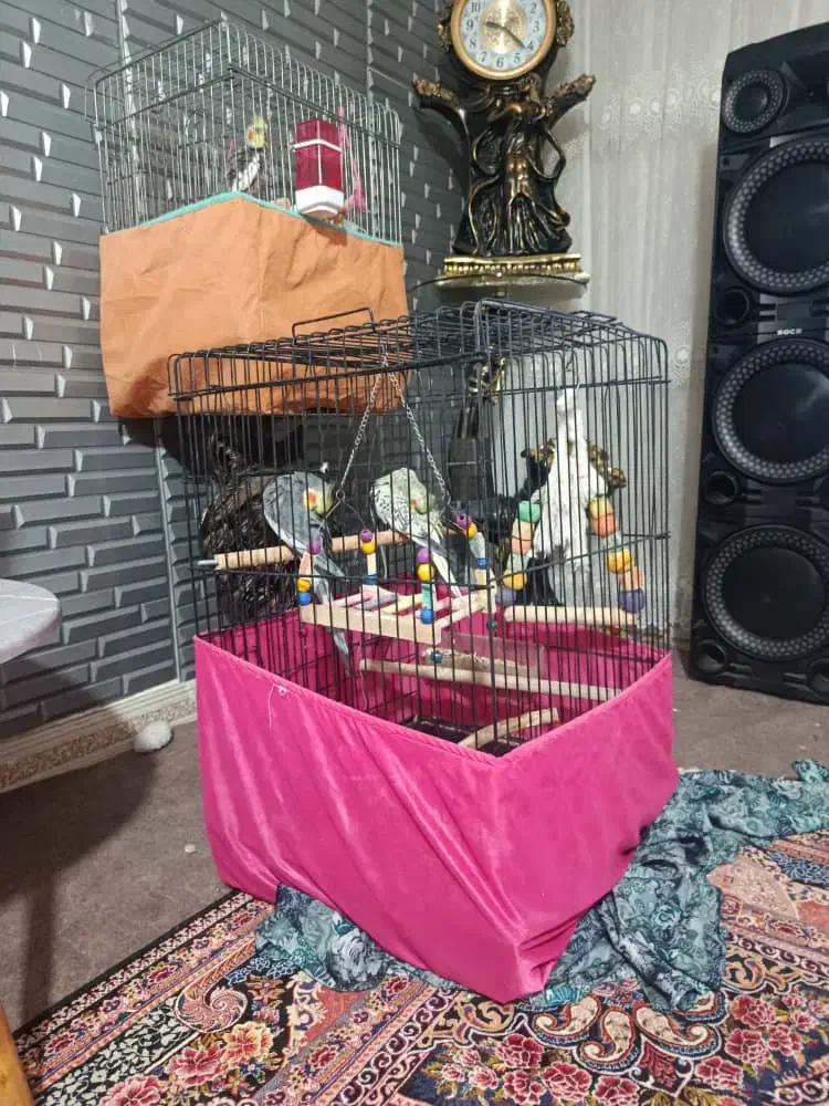 عروس هلندی سخنگو|پرنده|مشکین‌دشت, |دیوار