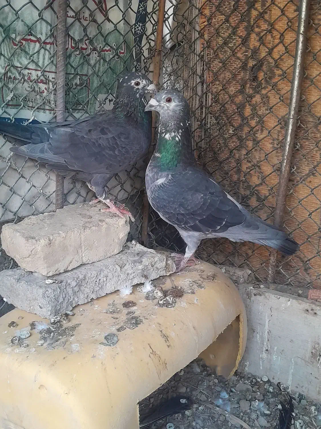 کفتر پلاکی|پرنده|مهران (هرمزگان), |دیوار