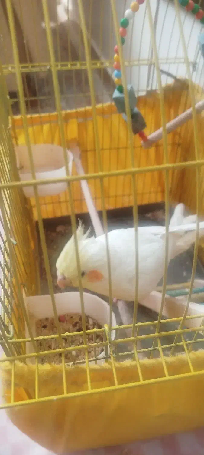 عروس هلندی بازیگوش دستی|پرنده|قزوین, |دیوار