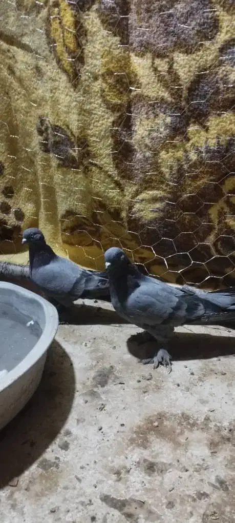 یک جفت سبز هما پرپا|پرنده|ریگان, |دیوار