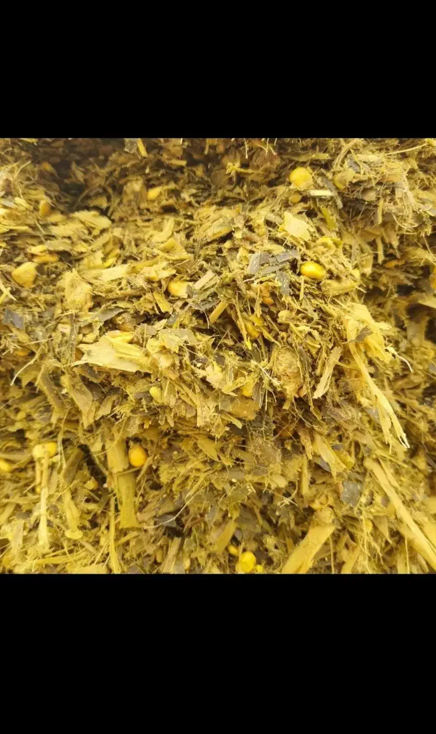 فروش چغندرقند و تفاله چغندروسیب و علوفه ذرت|لوازم جانبی حیوانات|میانه, |دیوار