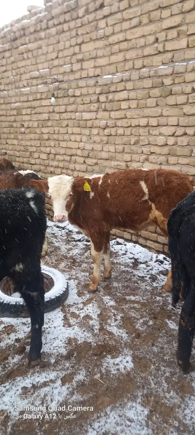 گوساله نر|حیوانات مزرعه|بوئین زهرا, |دیوار