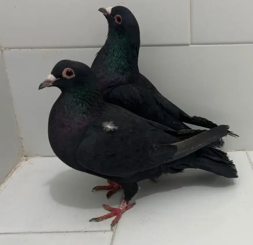 زرد دم سفید و کلاغ کوگ|پرنده|کرمان, |دیوار