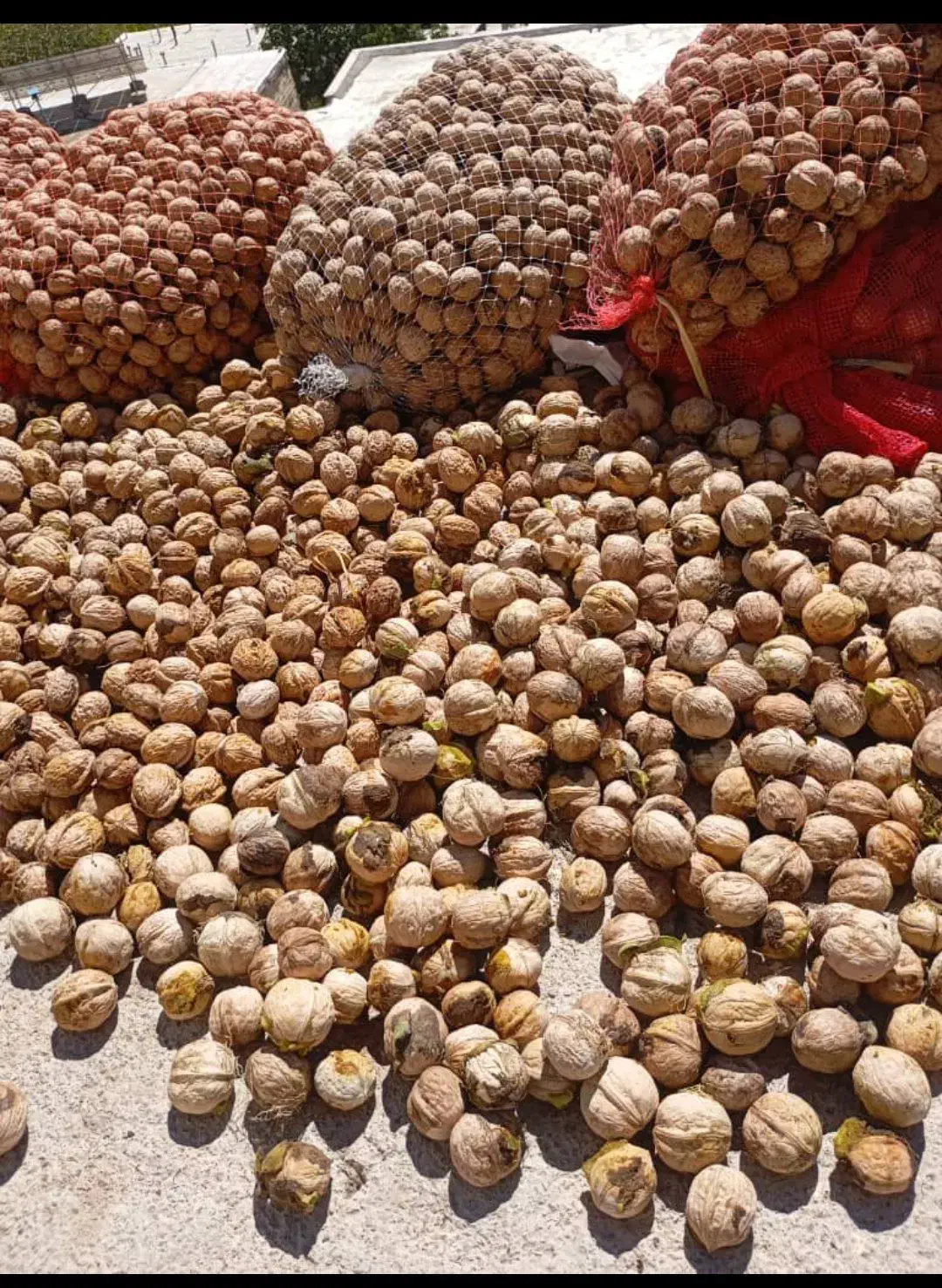 خریدار و فروش بادام به قیمت تجاری|عمدهفروشی|بن, |دیوار