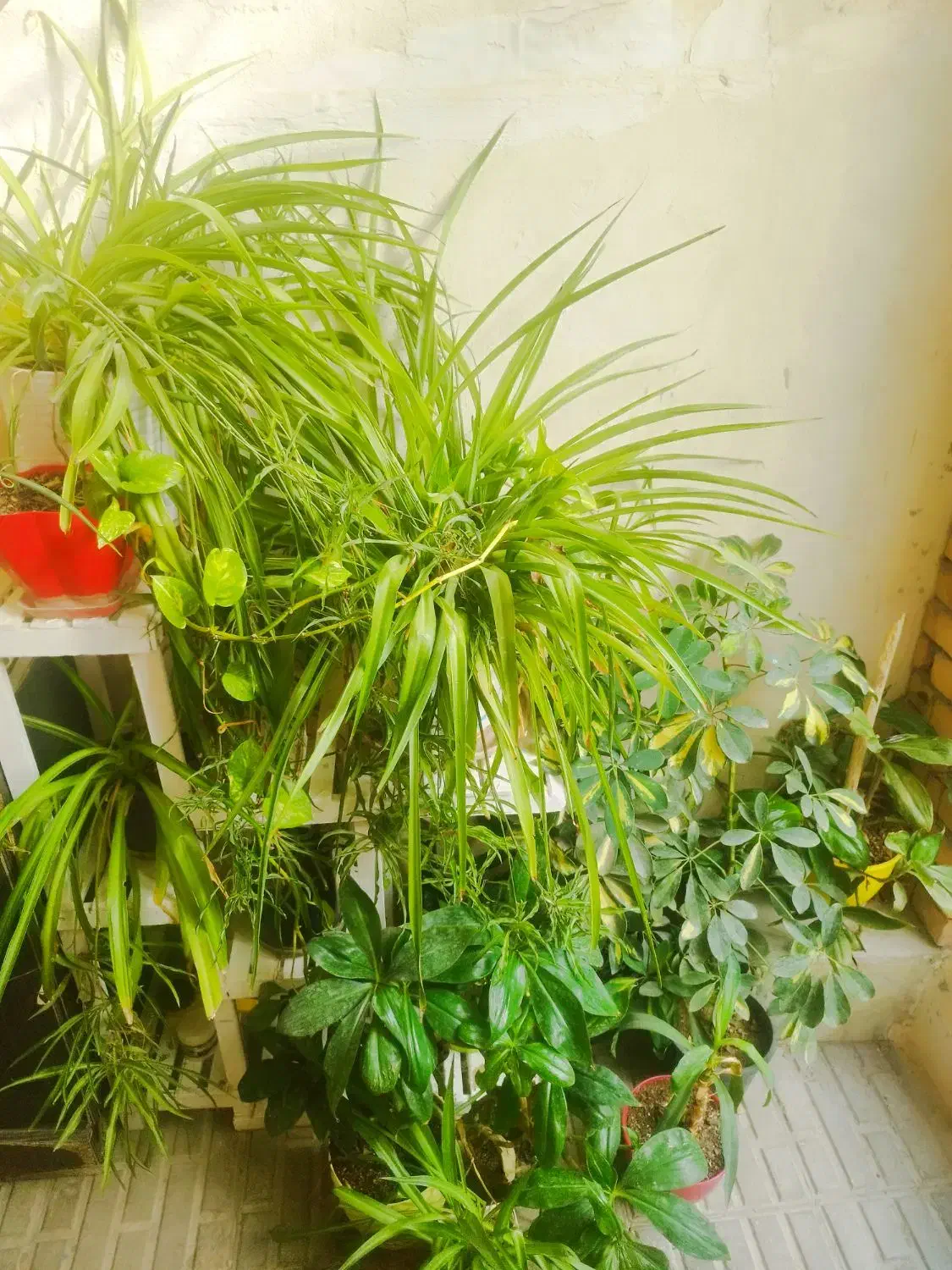گل طبیعی|گل و گیاه طبیعی|بجنورد, |دیوار