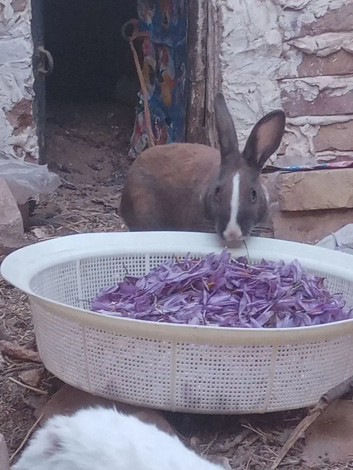 خرگوش|موش و خرگوش|فردوس (خراسان), |دیوار