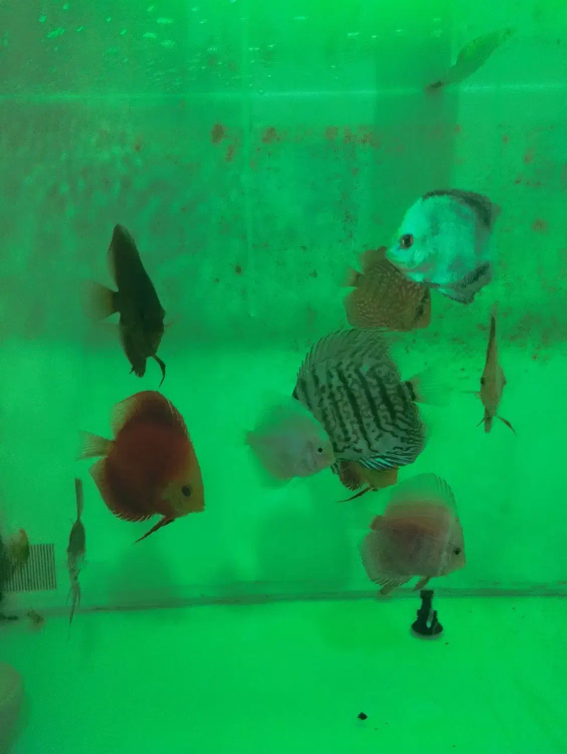 ماهی دیسکس|ماهی|قوچان, |دیوار