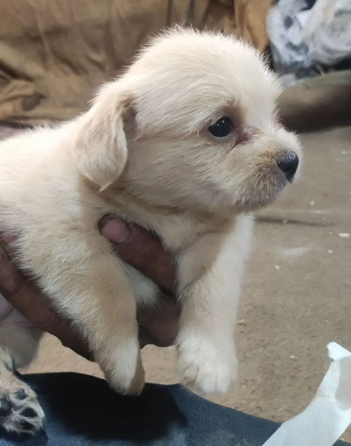 واگذاری پامر شیتزو|سگ|رفسنجان, |دیوار