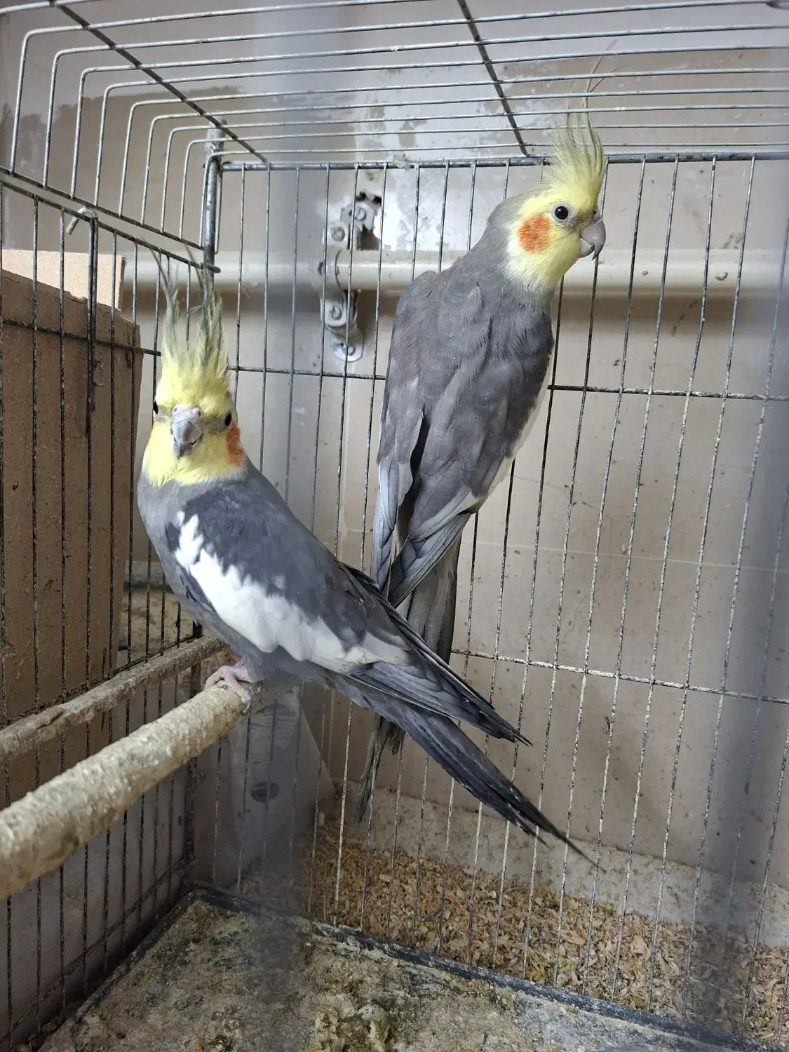 ۲ جفت عروس هلندی|پرنده|گرگان, |دیوار