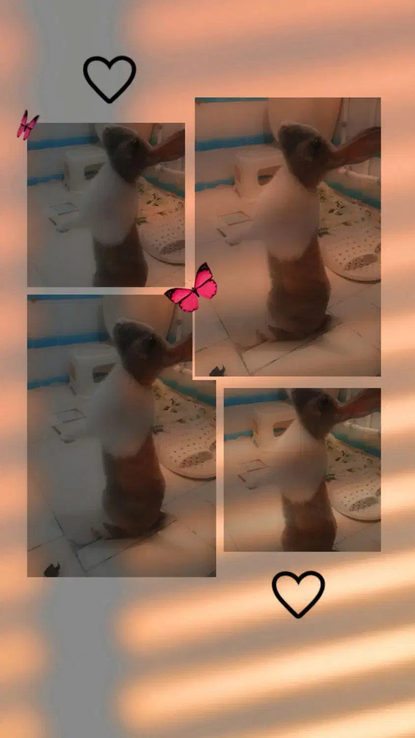 خرگوش|موش و خرگوش|پاکدشت, پاکدشت (مامازند)|دیوار