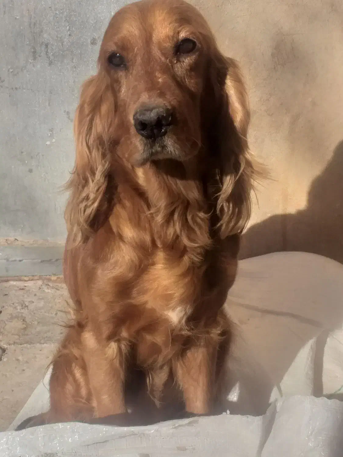 سگ کوکر و شیتزو|سگ|بوئین زهرا, |دیوار